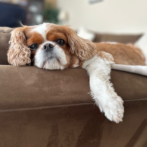 Meet your Posher, Barbara. - Picture 3 of 13